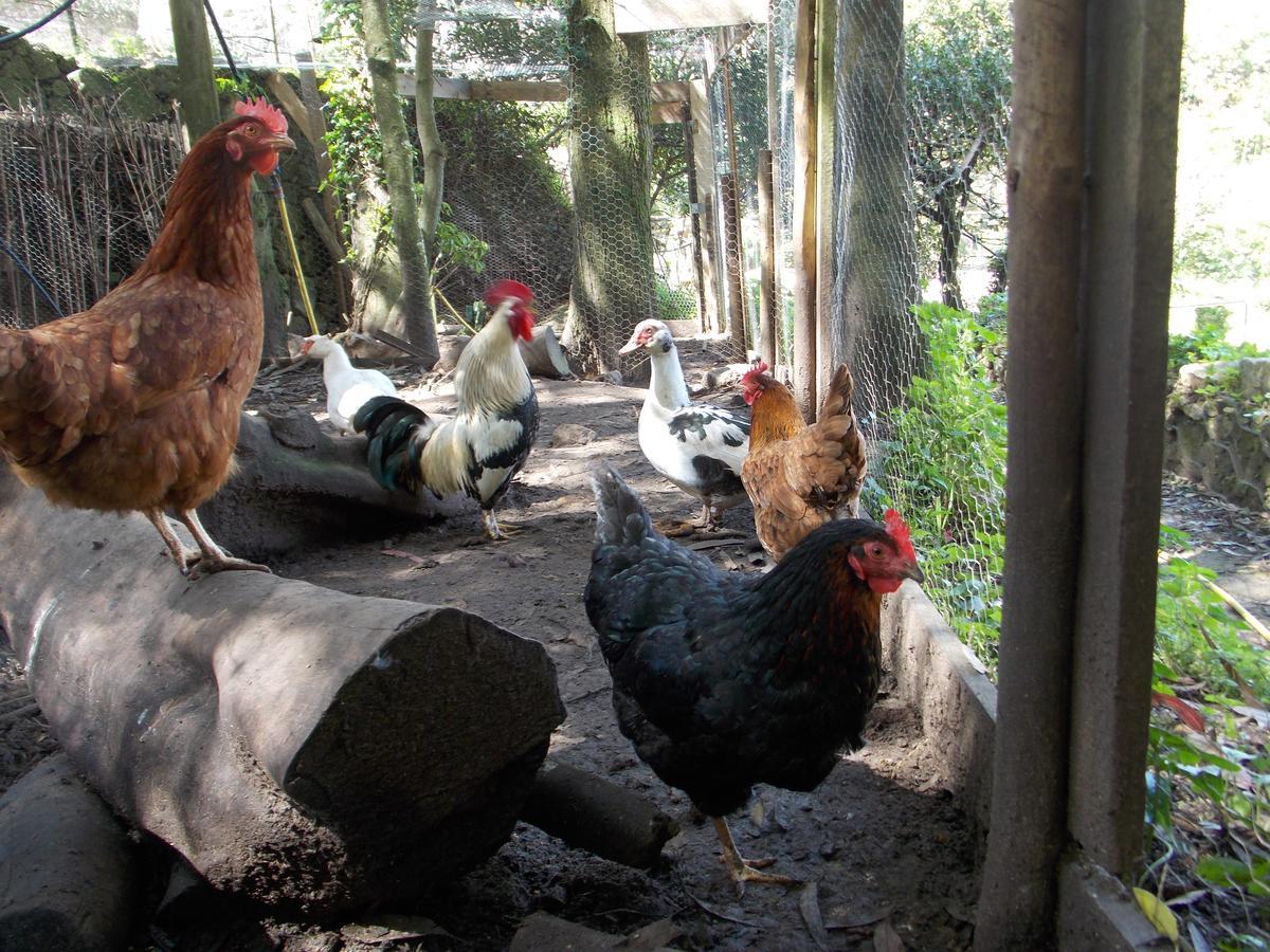 Quinta Do Castanheiro Ξενοδοχείο Σίντρα Εξωτερικό φωτογραφία